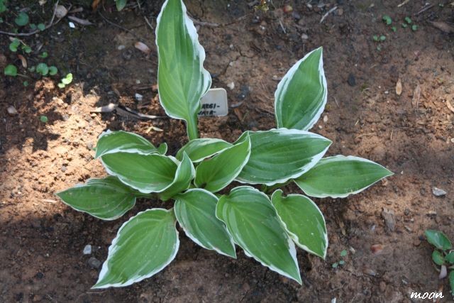 hosta
